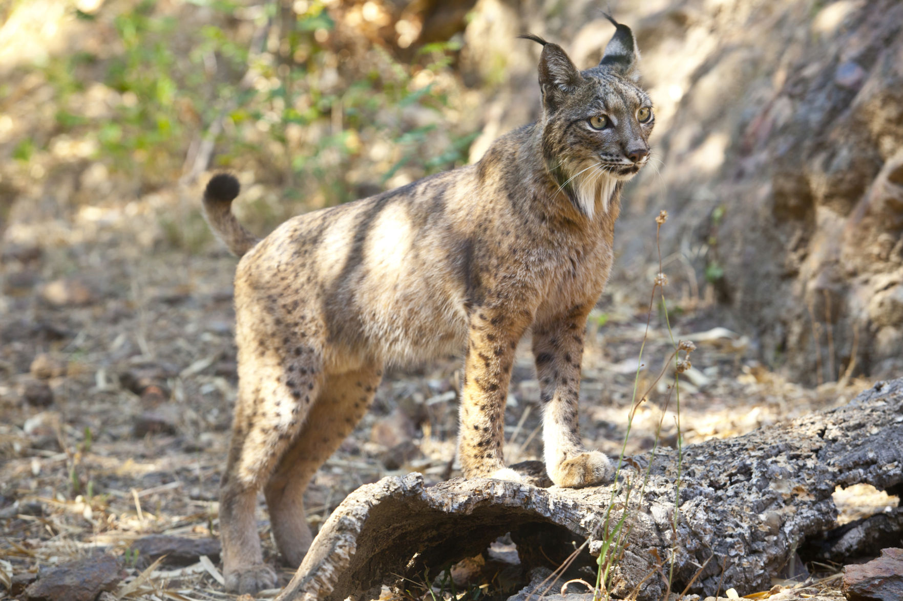 Iberian lynx